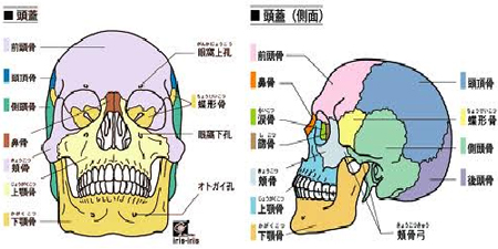 頭蓋骨のイラスト