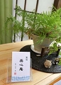 楽心庵 楽心庵
